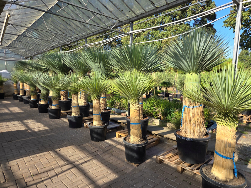 Yucca Rostrata 215 cm - genau den im Bild mit der Nr.61